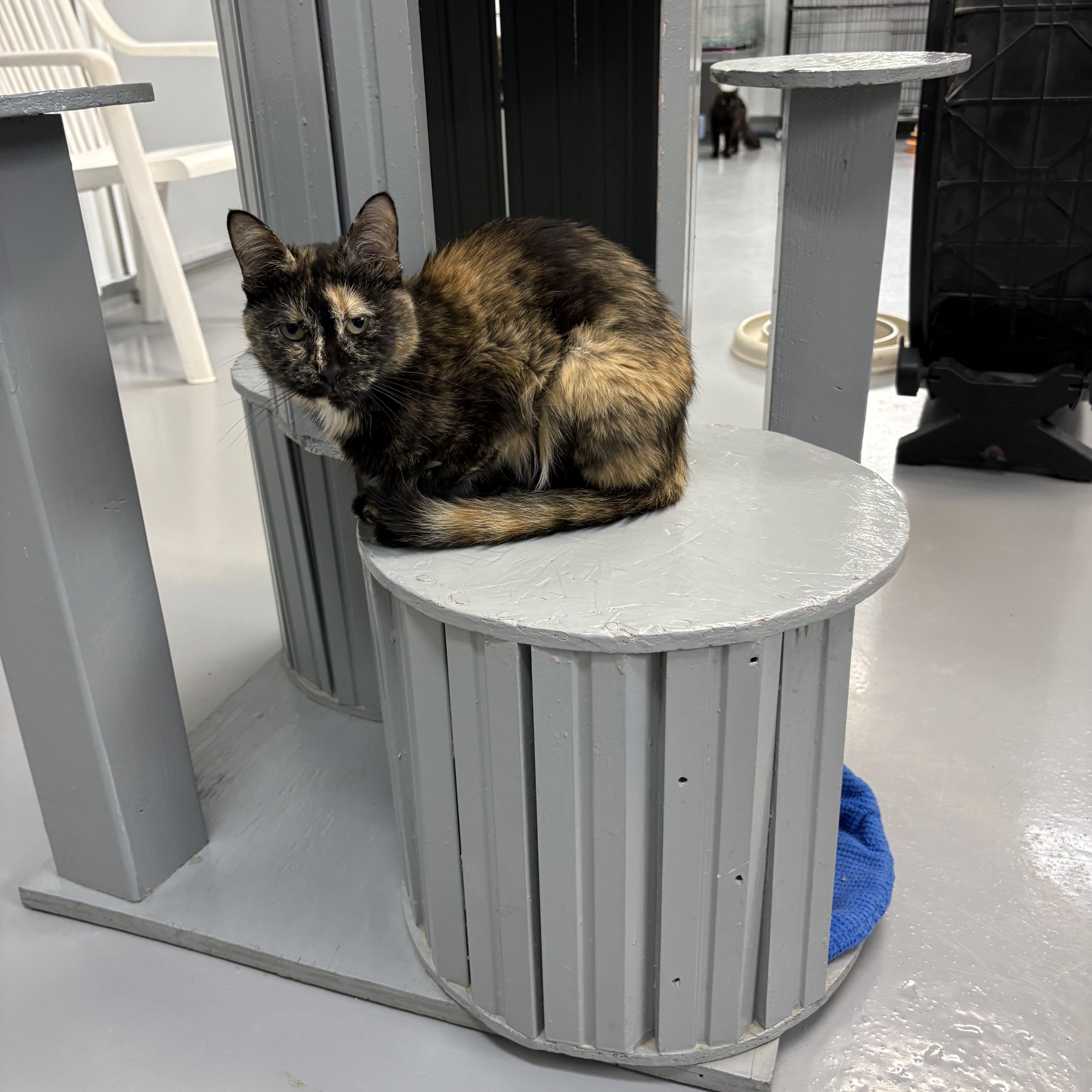 Enlarge Chai, a Adoptable Tortoiseshell in Big Rapids, MI image 2/3