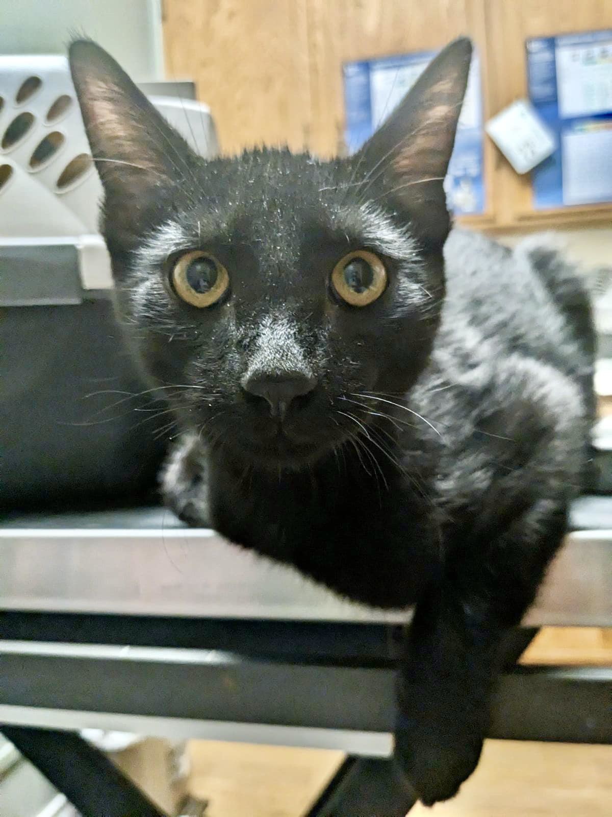 Enlarge Echo, a Adopted Domestic Short Hair in Grand Prairie, TX image 1/1