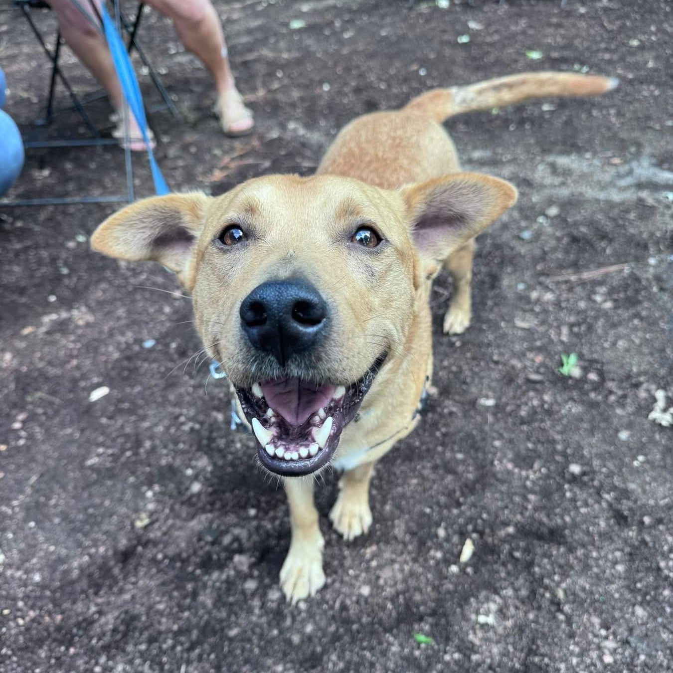 Enlarge Dexter, a ADOPTABLE mixed breed in Rock Hill, SC image 1/6