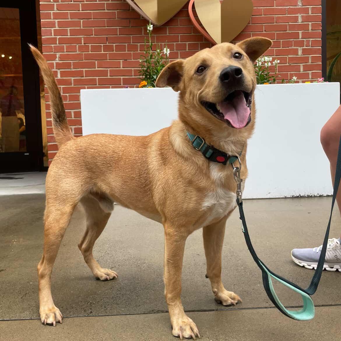 Dexter, ADOPTABLE, Young Male Labrador Retriever & Mixed Breed.