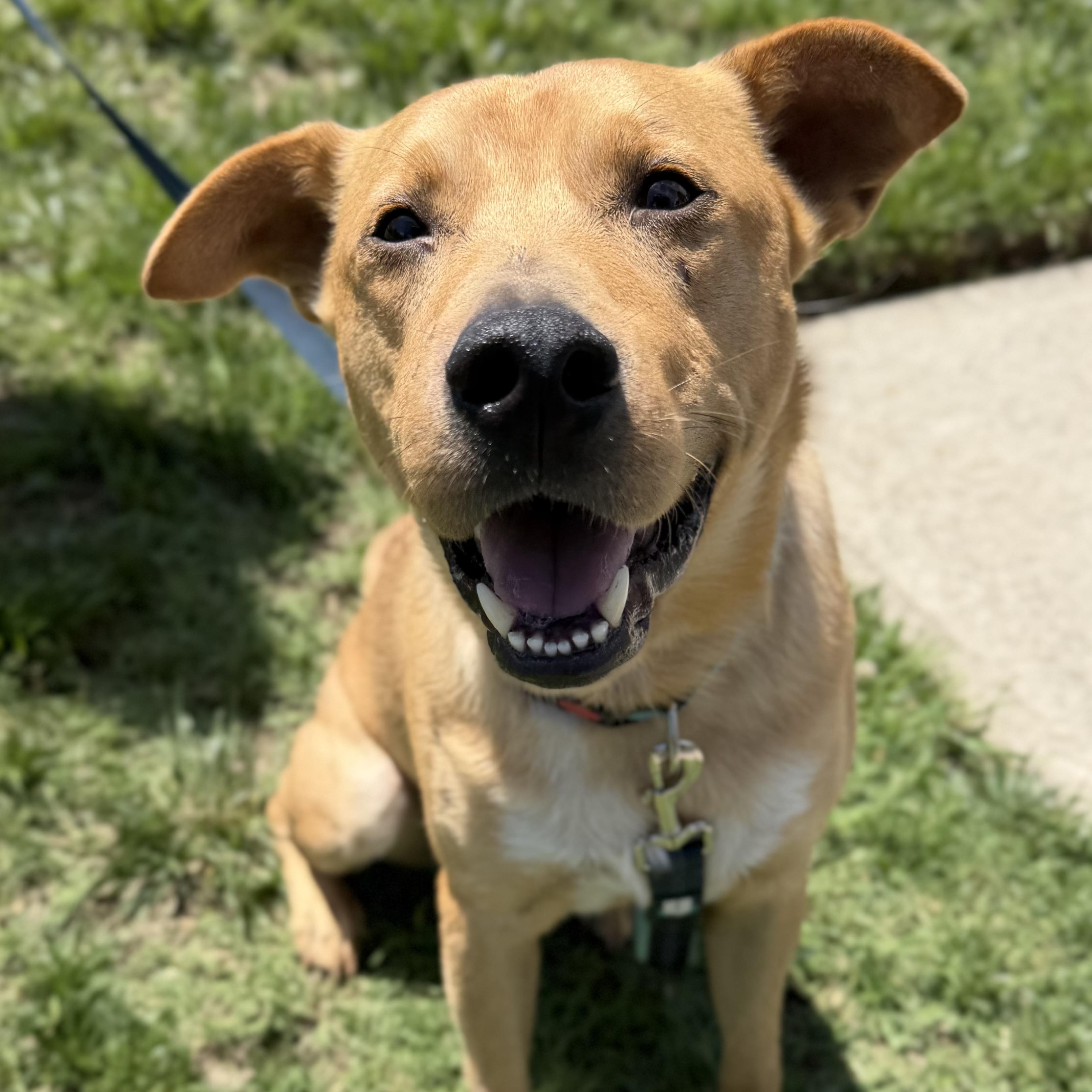 Enlarge Dexter, a ADOPTABLE mixed breed in Rock Hill, SC image 2/6