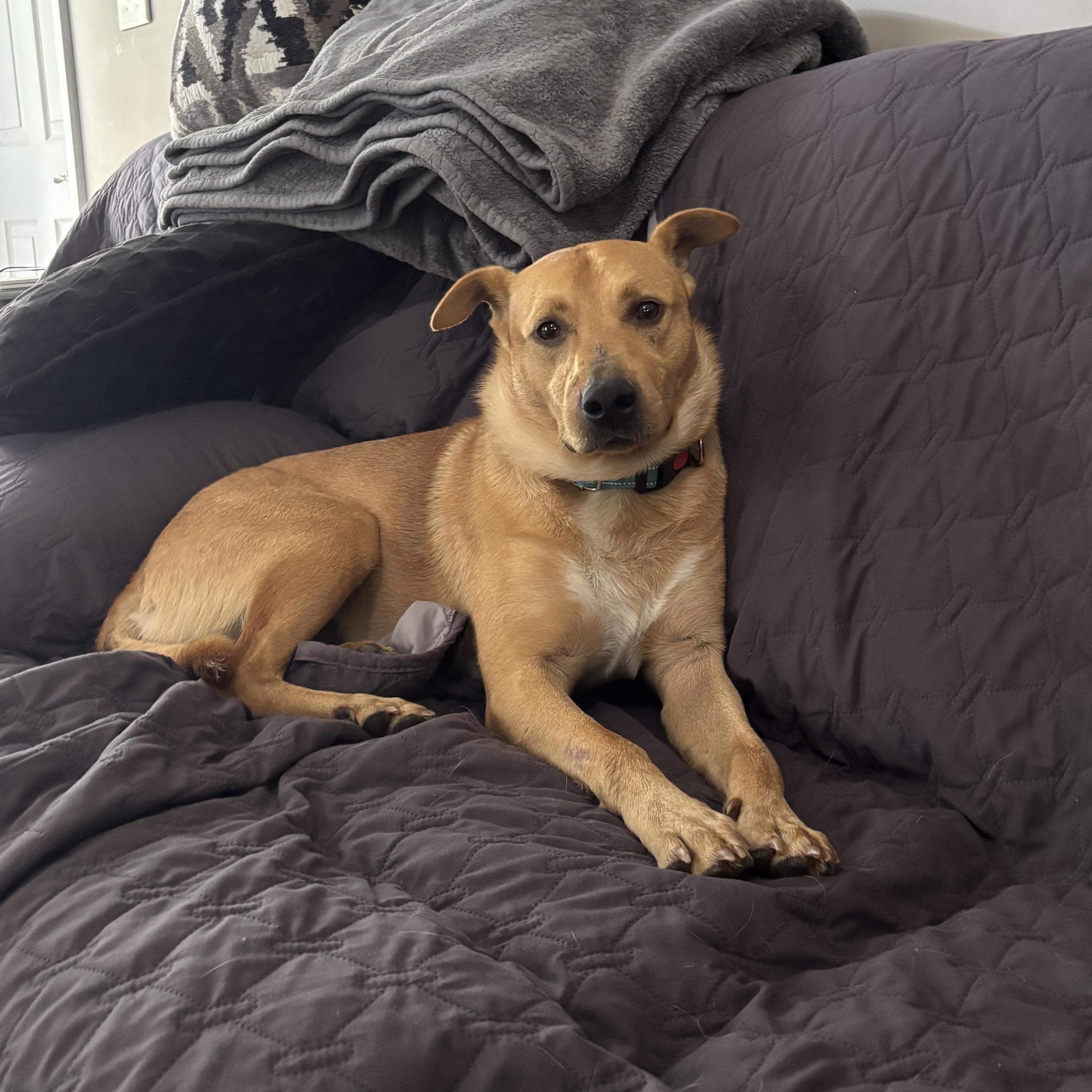 Enlarge Dexter, a ADOPTABLE mixed breed in Rock Hill, SC image 5/6