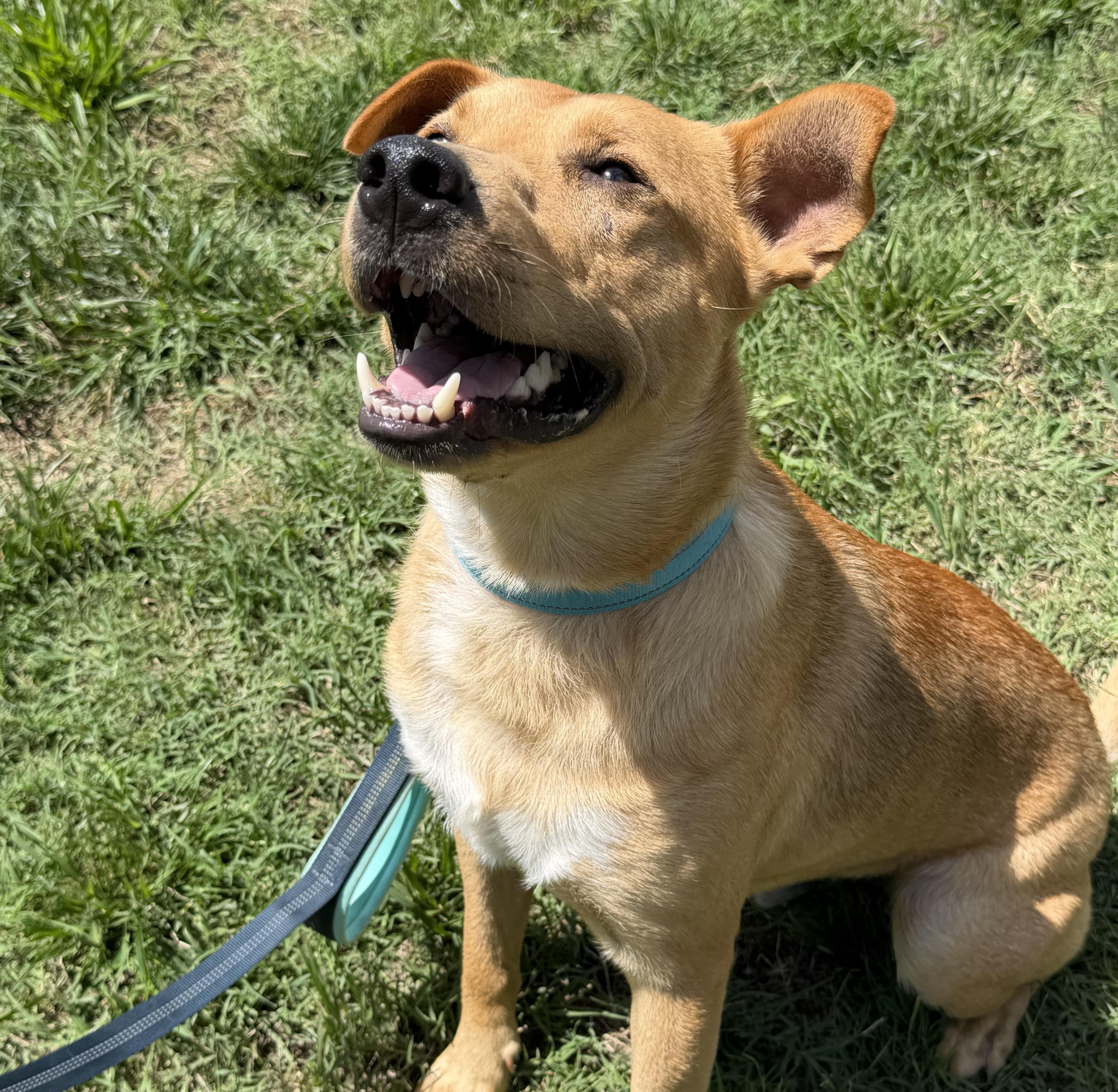 Enlarge Dexter, a ADOPTABLE mixed breed in Rock Hill, SC image 4/6