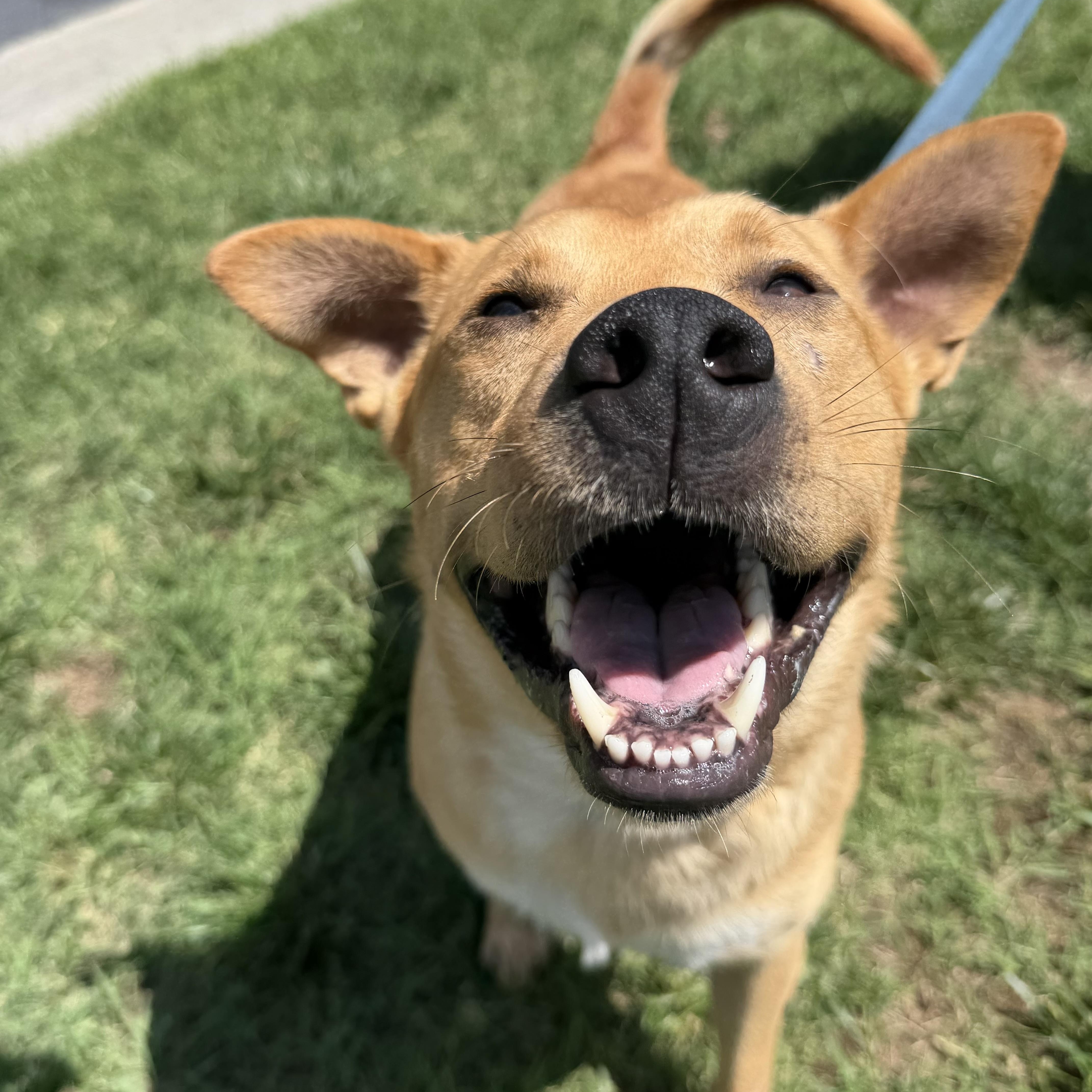 Enlarge Dexter, a ADOPTABLE mixed breed in Rock Hill, SC image 3/6