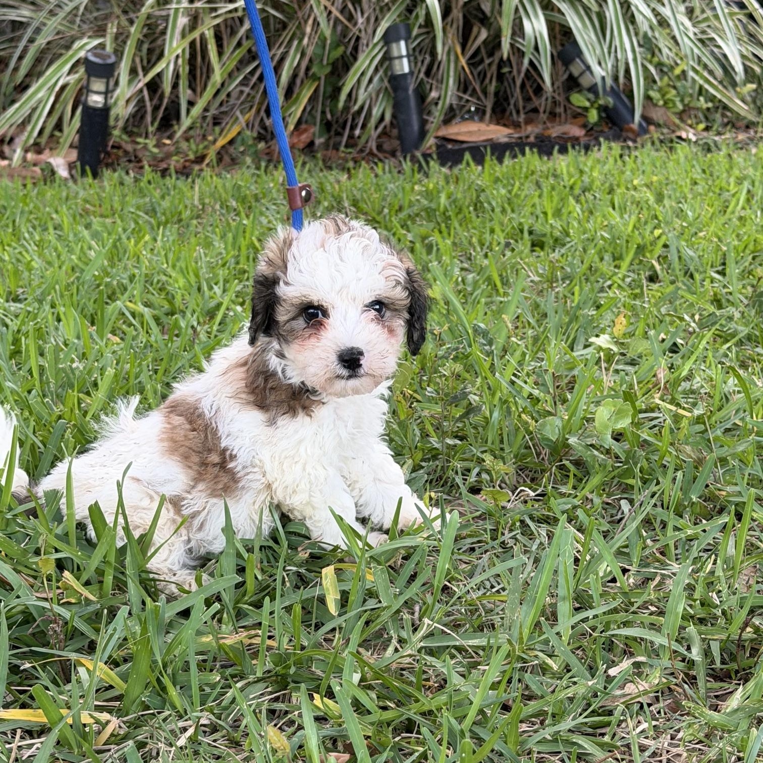 Jeffrey, a Adoptable mixed breed in Orlando, FL image 3/4