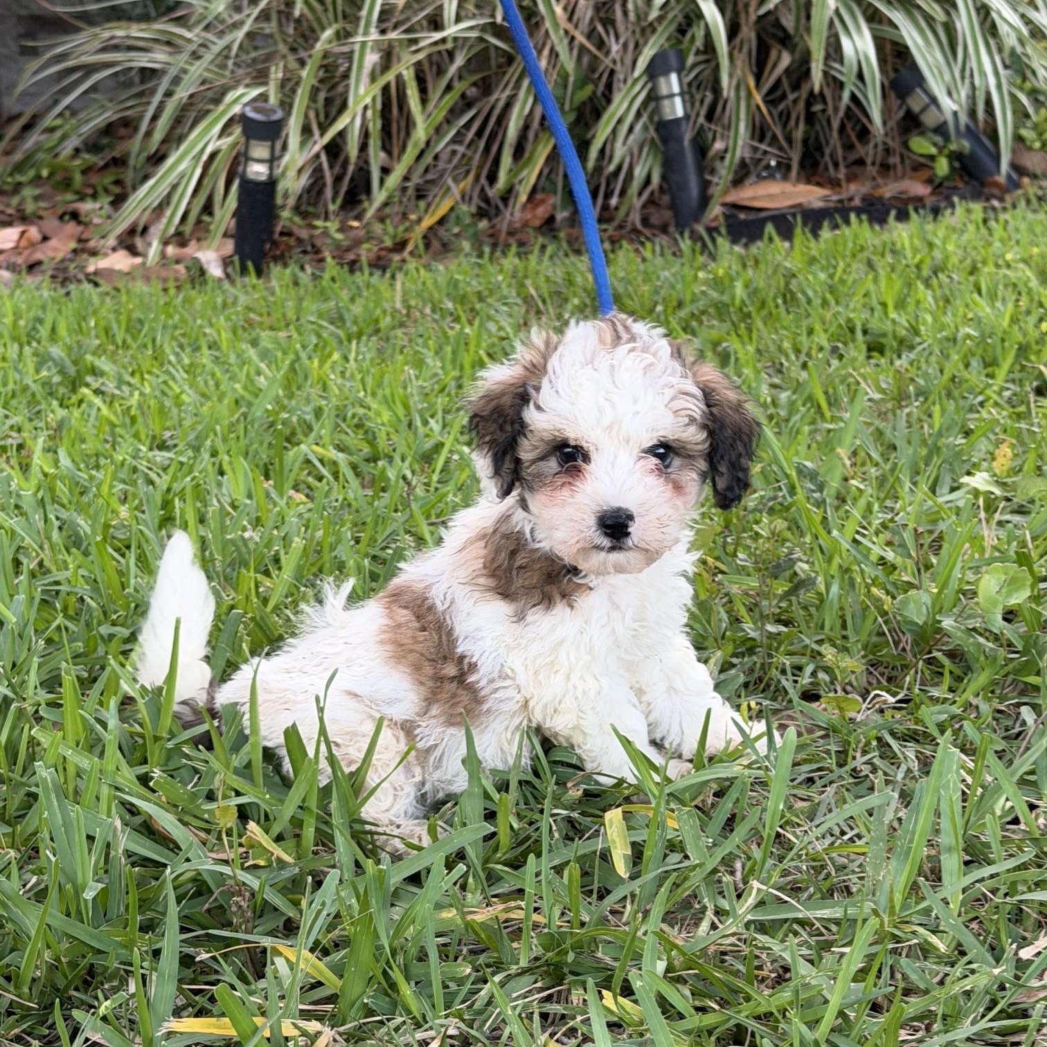Jeffrey, Adoptable, Young Male Shih Tzu.