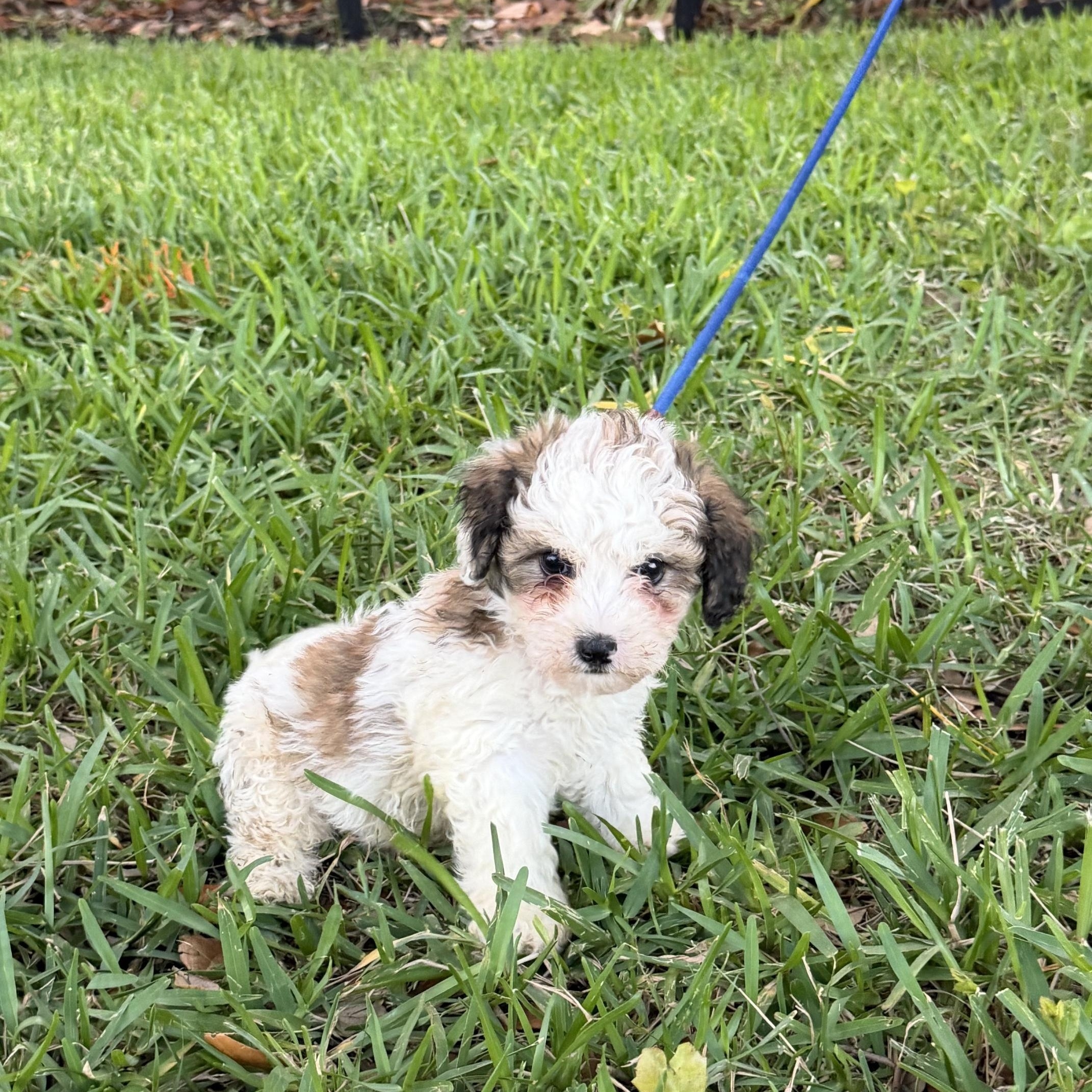 Jeffrey, a Adoptable mixed breed in Orlando, FL image 4/4