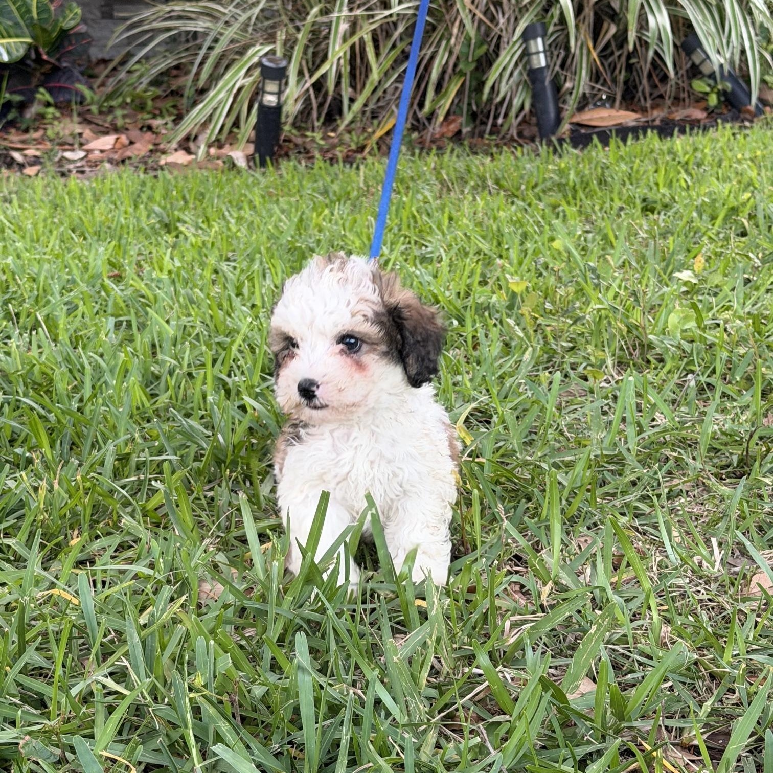 Jeffrey, a Adoptable mixed breed in Orlando, FL image 2/4