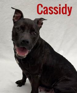Enlarge Cassidy, a ADOPTABLE Mixed Breed in Pleasantville, NJ image 1/1