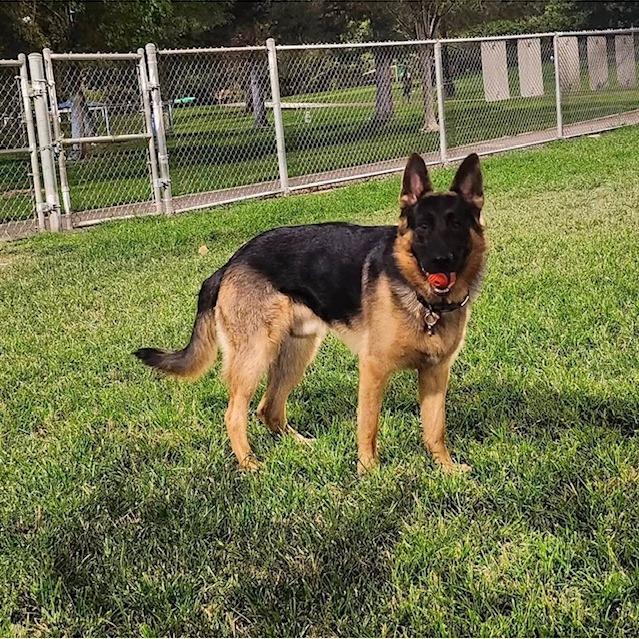 Shadow, Adoptable, Adult Male German Shepherd Dog.