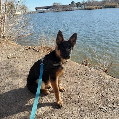 Enlarge Shadow, a Adoptable German Shepherd Dog in North Las Vegas, NV image 2/2