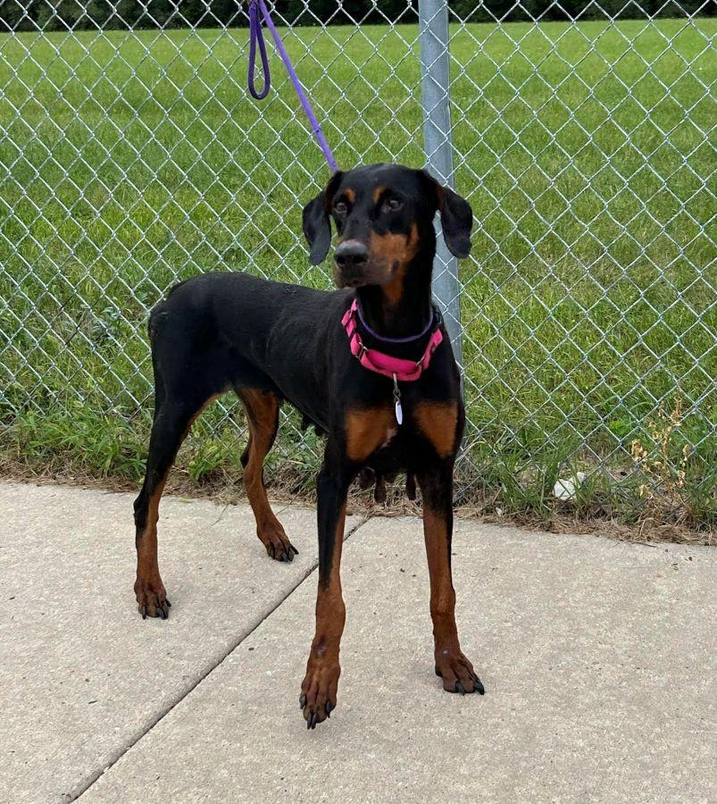 Enlarge Macy, a Adoptable Doberman Pinscher in Barrington, IL image 3/3