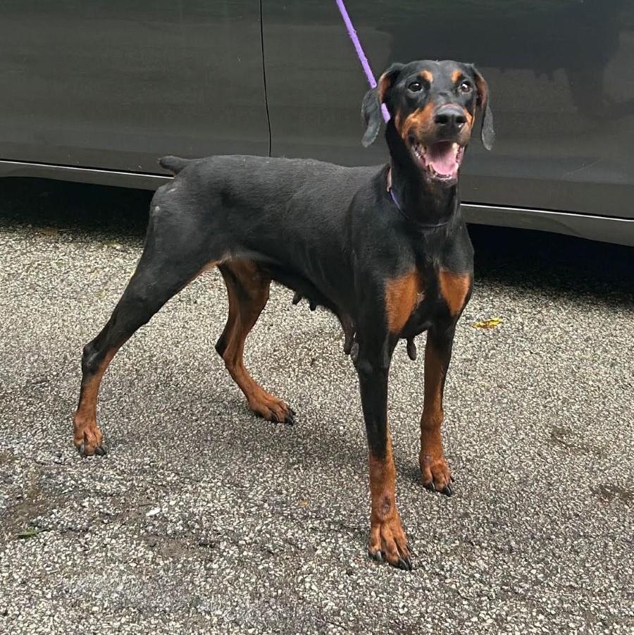 Macy, Adoptable, Adult Female Doberman Pinscher.