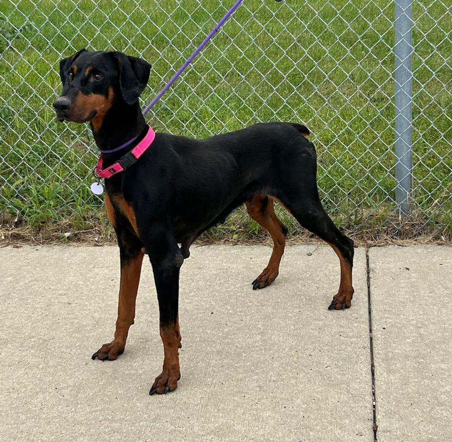 Enlarge Macy, a Adoptable Doberman Pinscher in Barrington, IL image 2/3