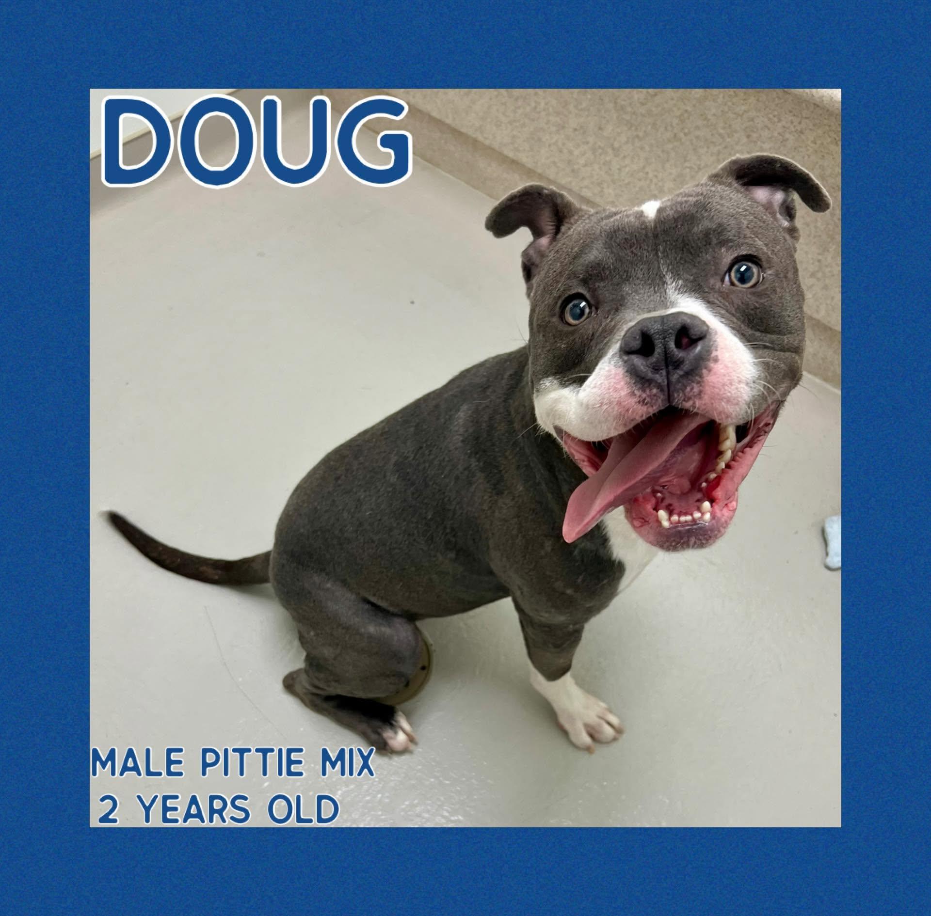 Doug, Adoptable, Adult Male Pit Bull Terrier.