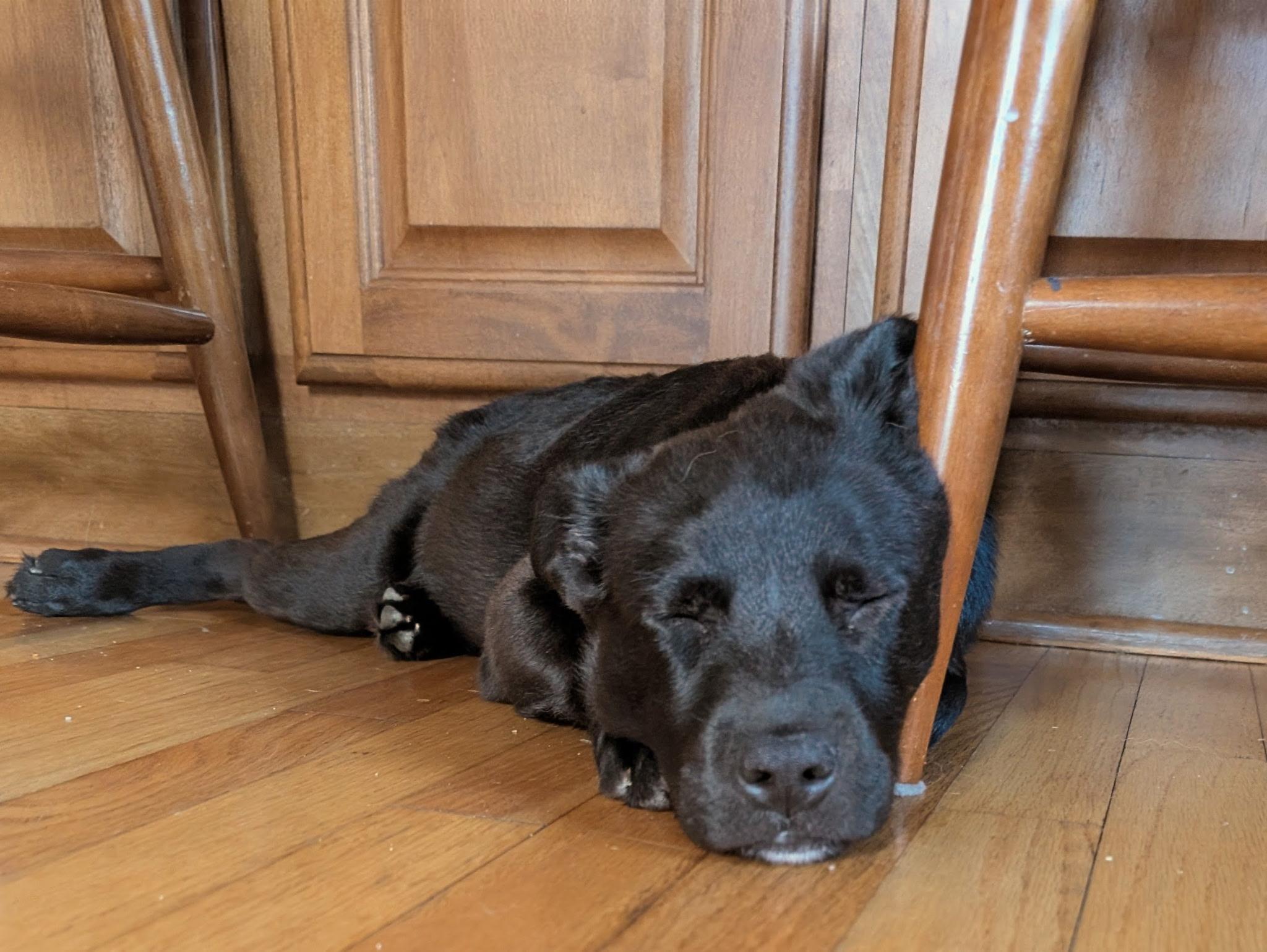 Enlarge Francisco, a ADOPTABLE mixed breed in Albany, NY image 6/6