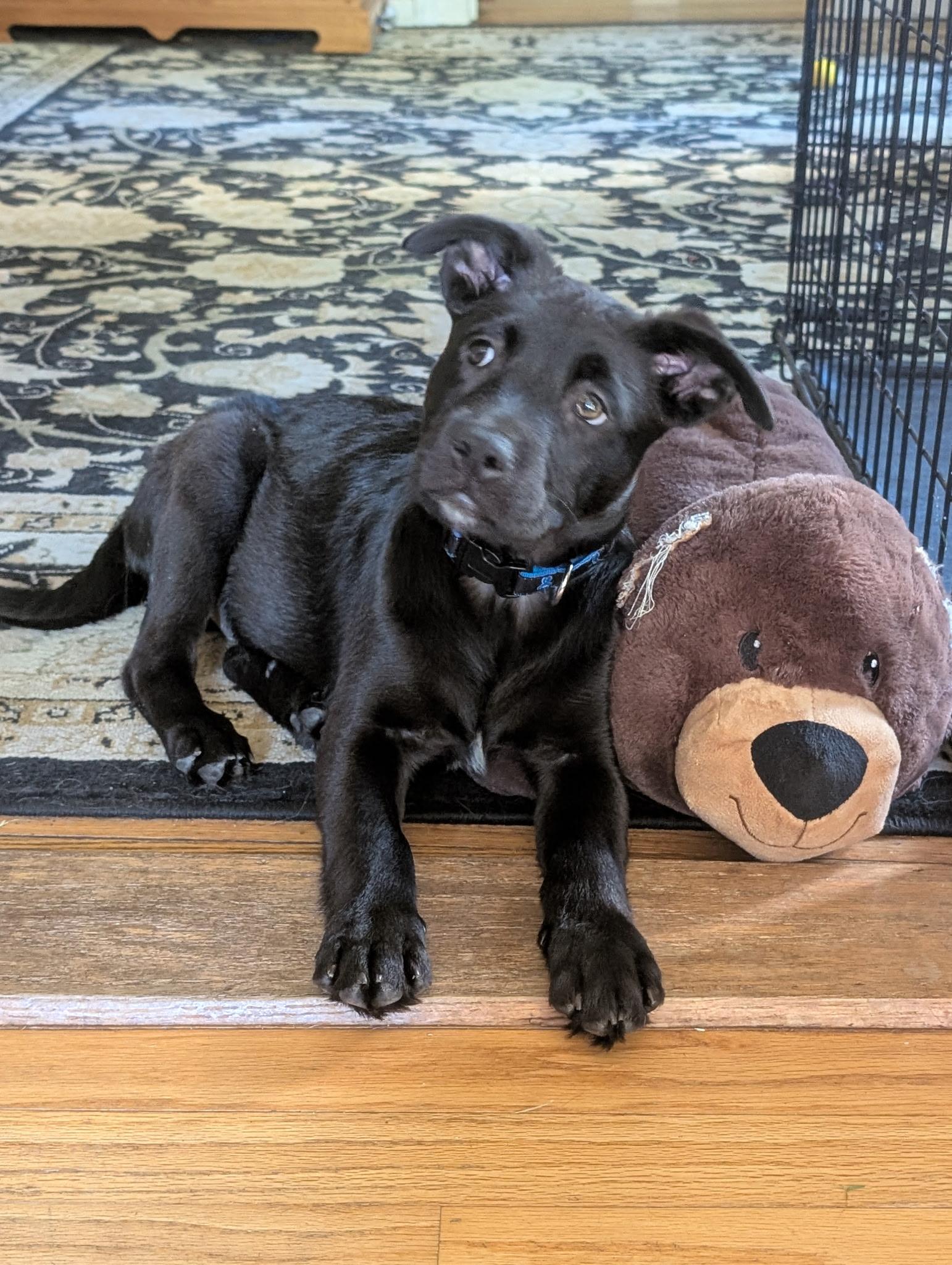 Enlarge Francisco, a ADOPTABLE mixed breed in Albany, NY image 2/6