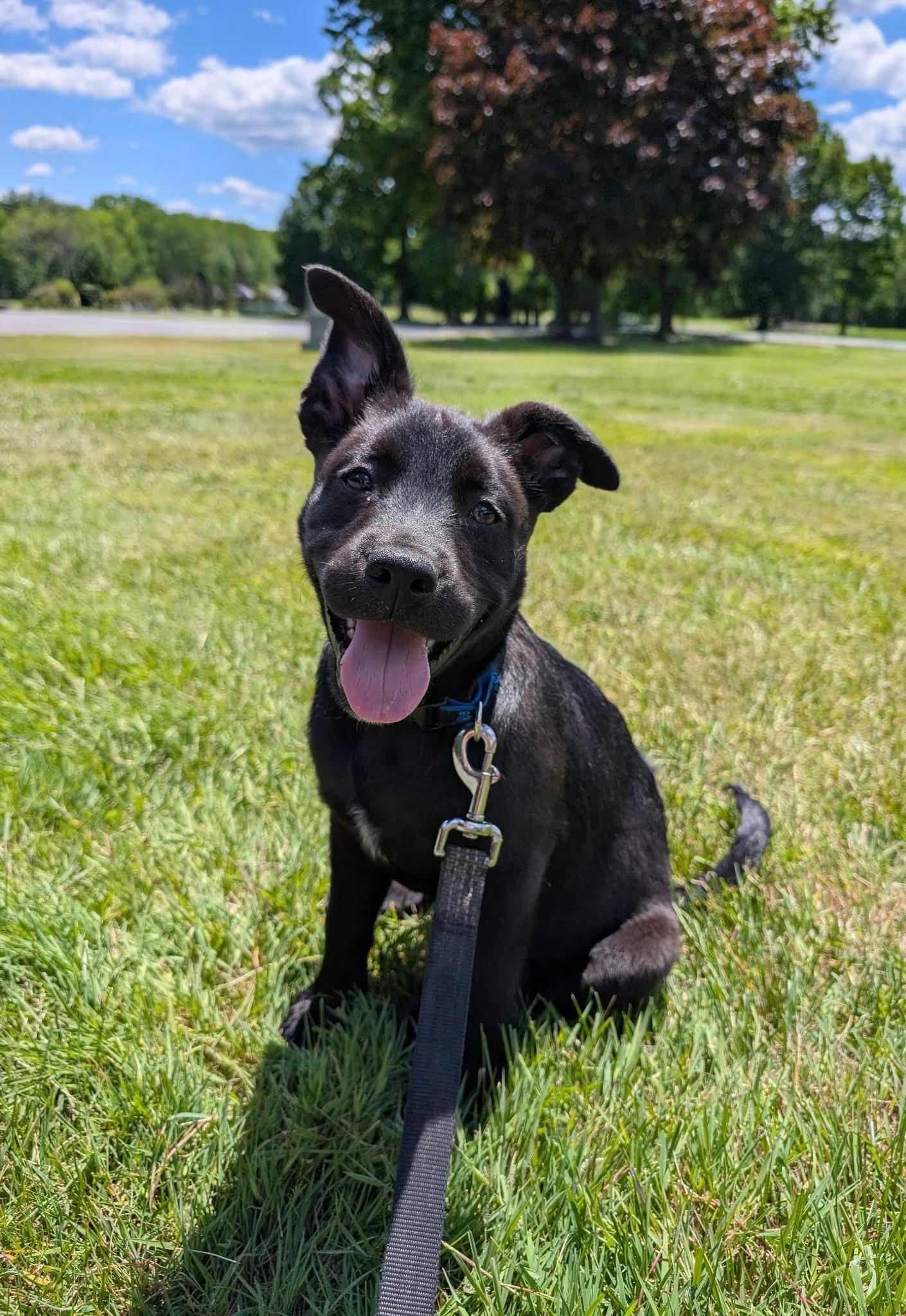 Enlarge Francisco, a ADOPTABLE mixed breed in Albany, NY image 1/6