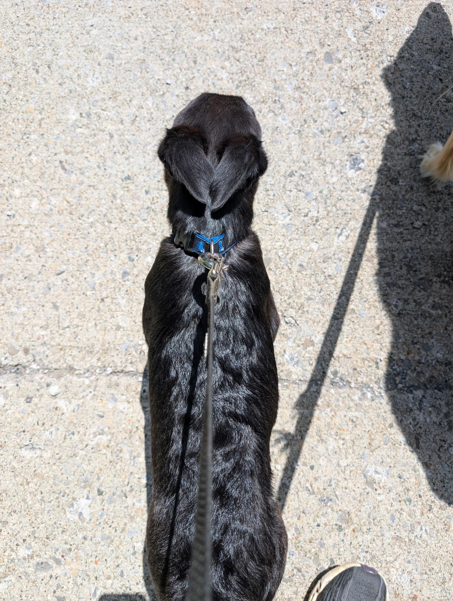 Enlarge Francisco, a ADOPTABLE mixed breed in Albany, NY image 3/6