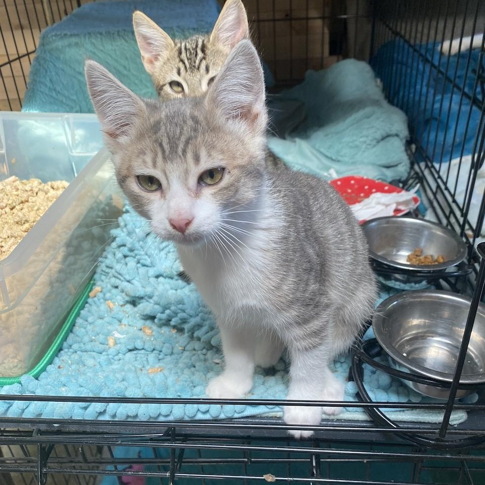 Gallery, Adopted, Kitten Female Tabby.