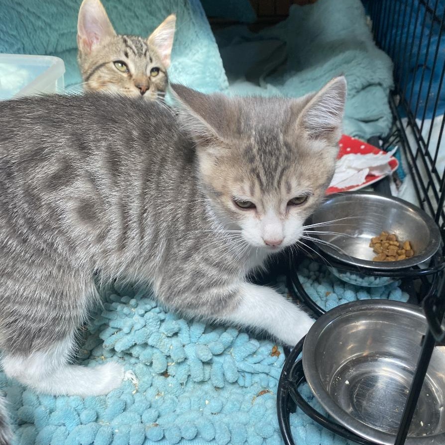 Enlarge Gallery, a Adopted mixed breed in Stanwood, WA image 2/2