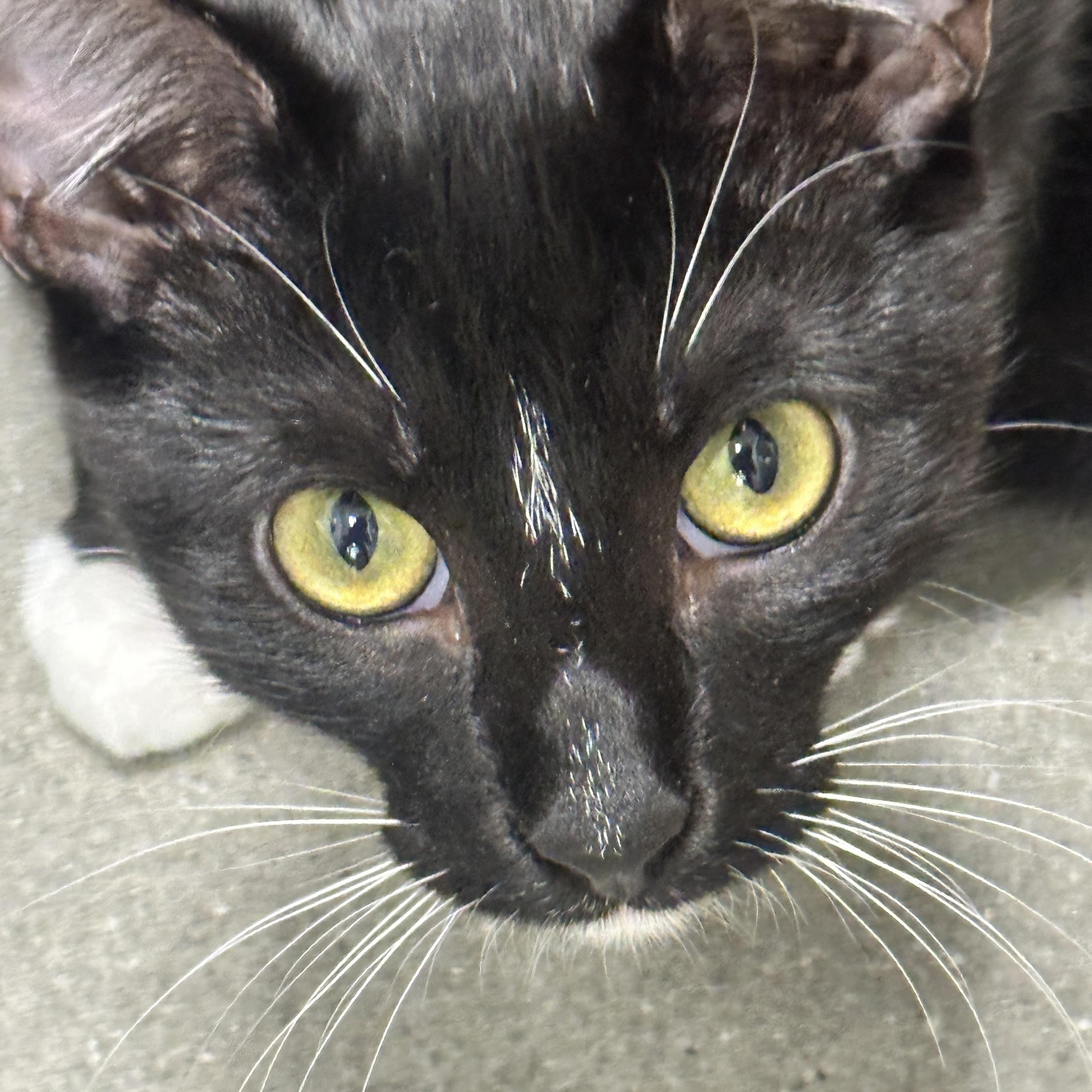 Rocky, Adoptable, Young Male Domestic Short Hair.