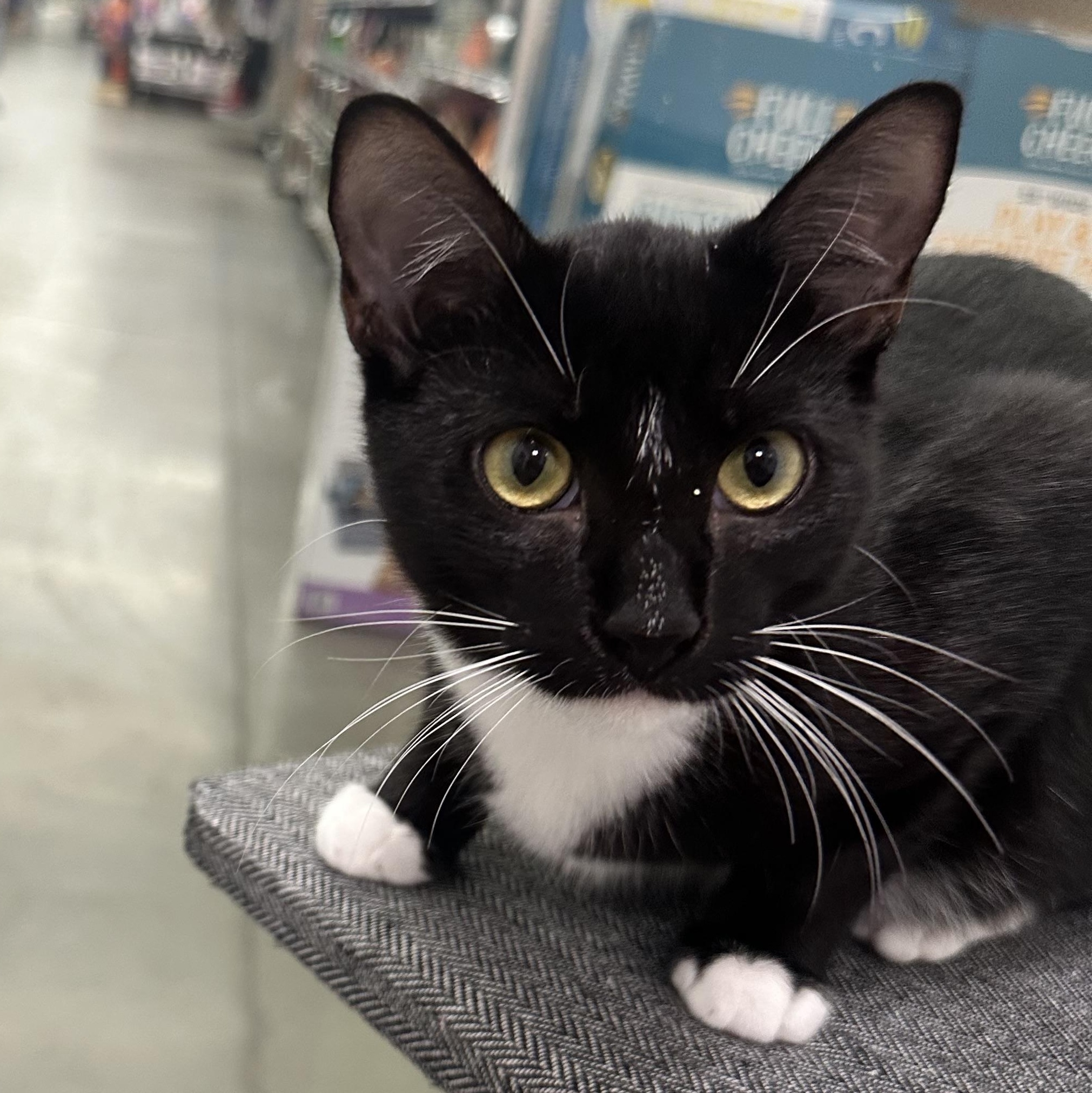 Enlarge Rocky, a Adoptable Domestic Short Hair in Beaufort, SC image 2/6