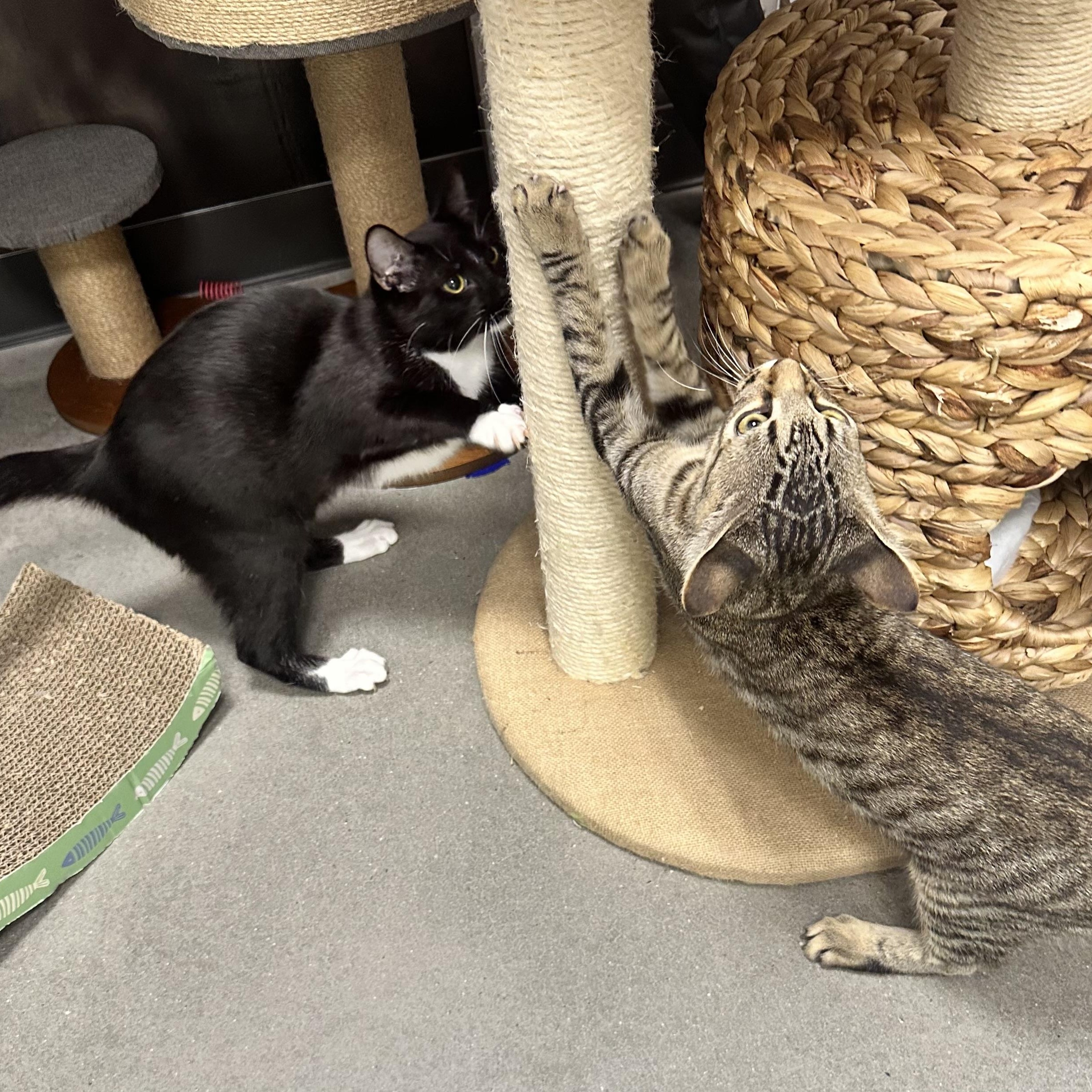 Enlarge Rocky, a Adoptable Domestic Short Hair in Beaufort, SC image 4/6