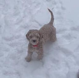 Fiona, Adoptable, Adult Female Poodle.