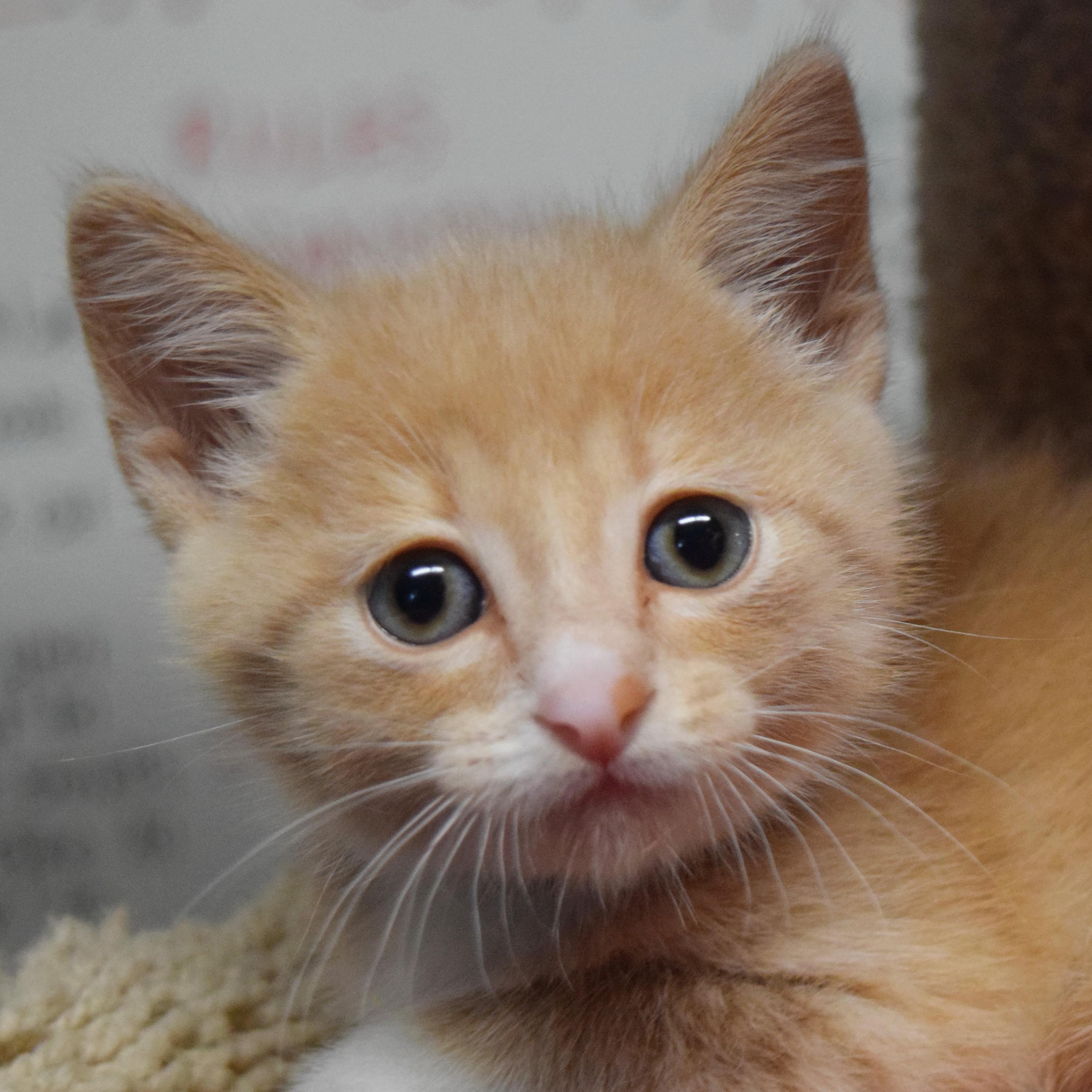 Cisco, adopted, Kitten Male Domestic Short Hair.