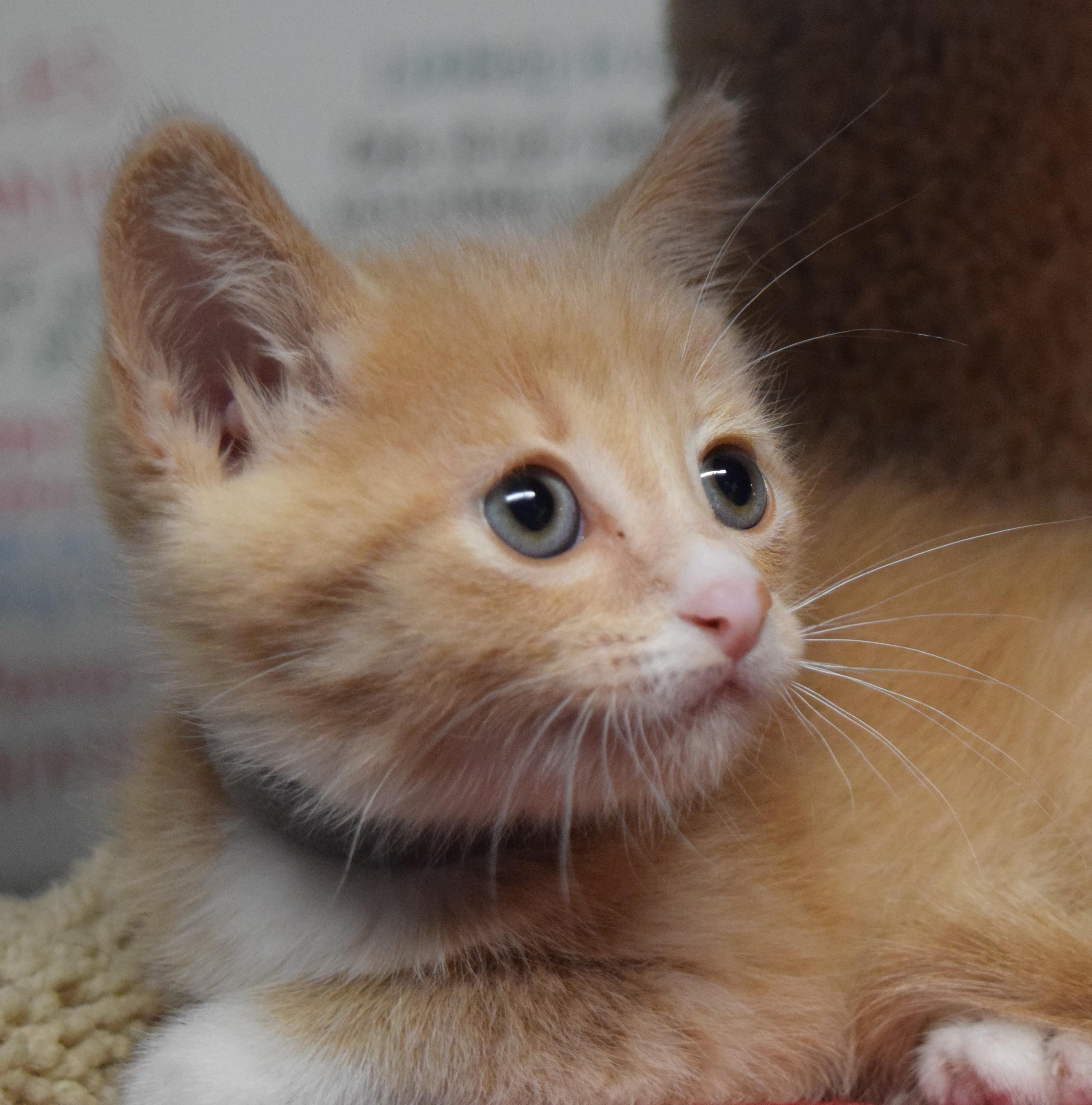 Enlarge Cisco, an adopted mixed breed in Bulverde, TX image 3/6