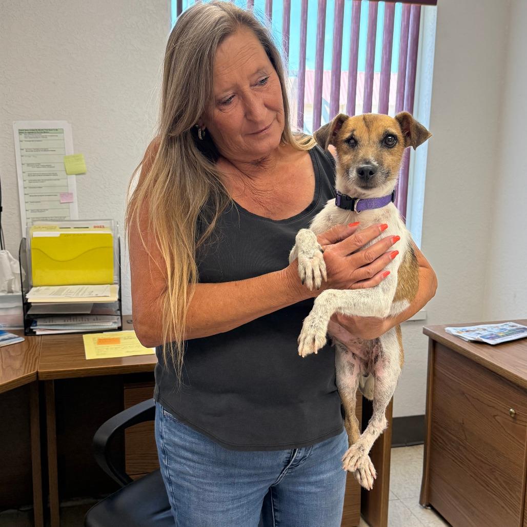 Jane, Adoptable, Senior Female Jack Russell Terrier.
