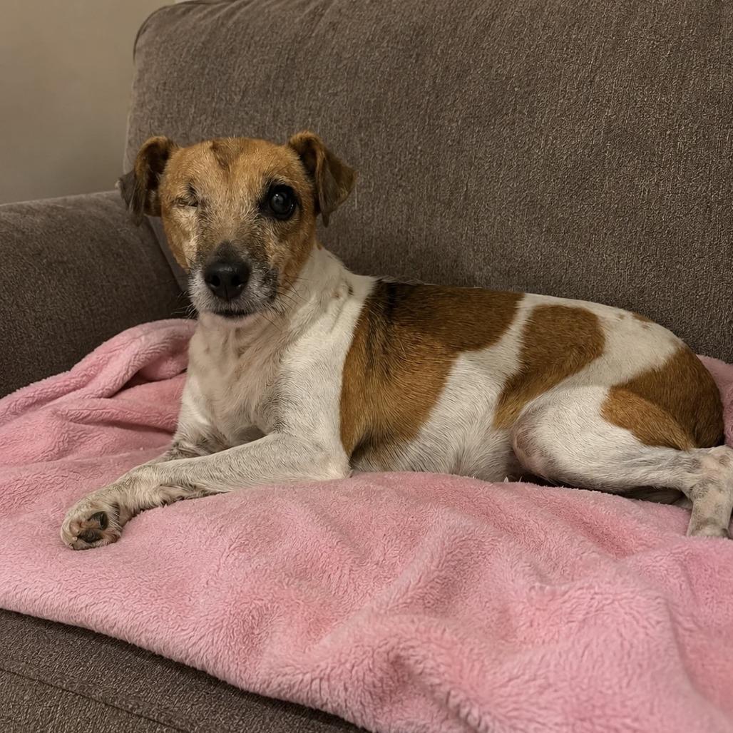 Enlarge Jane, a Adoptable Jack Russell Terrier in Asher, OK image 2/2