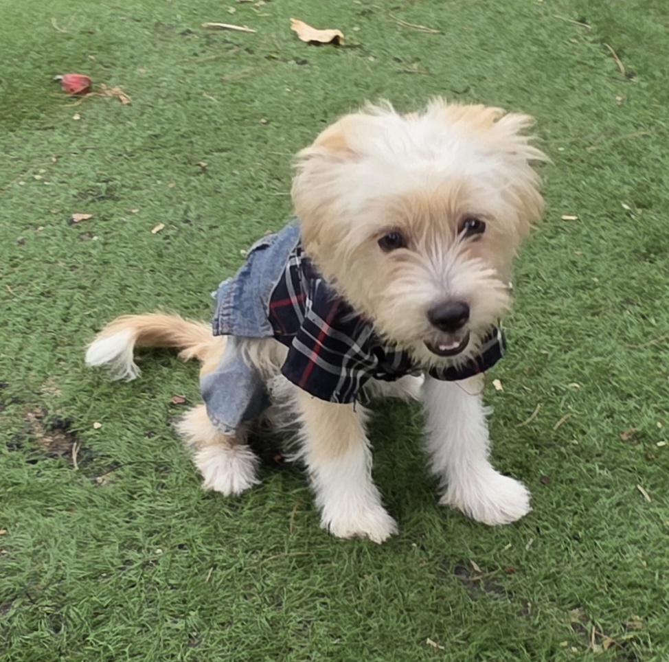 Enlarge Milo, a ADOPTABLE Maltipoo in Fallbrook, CA image 5/6