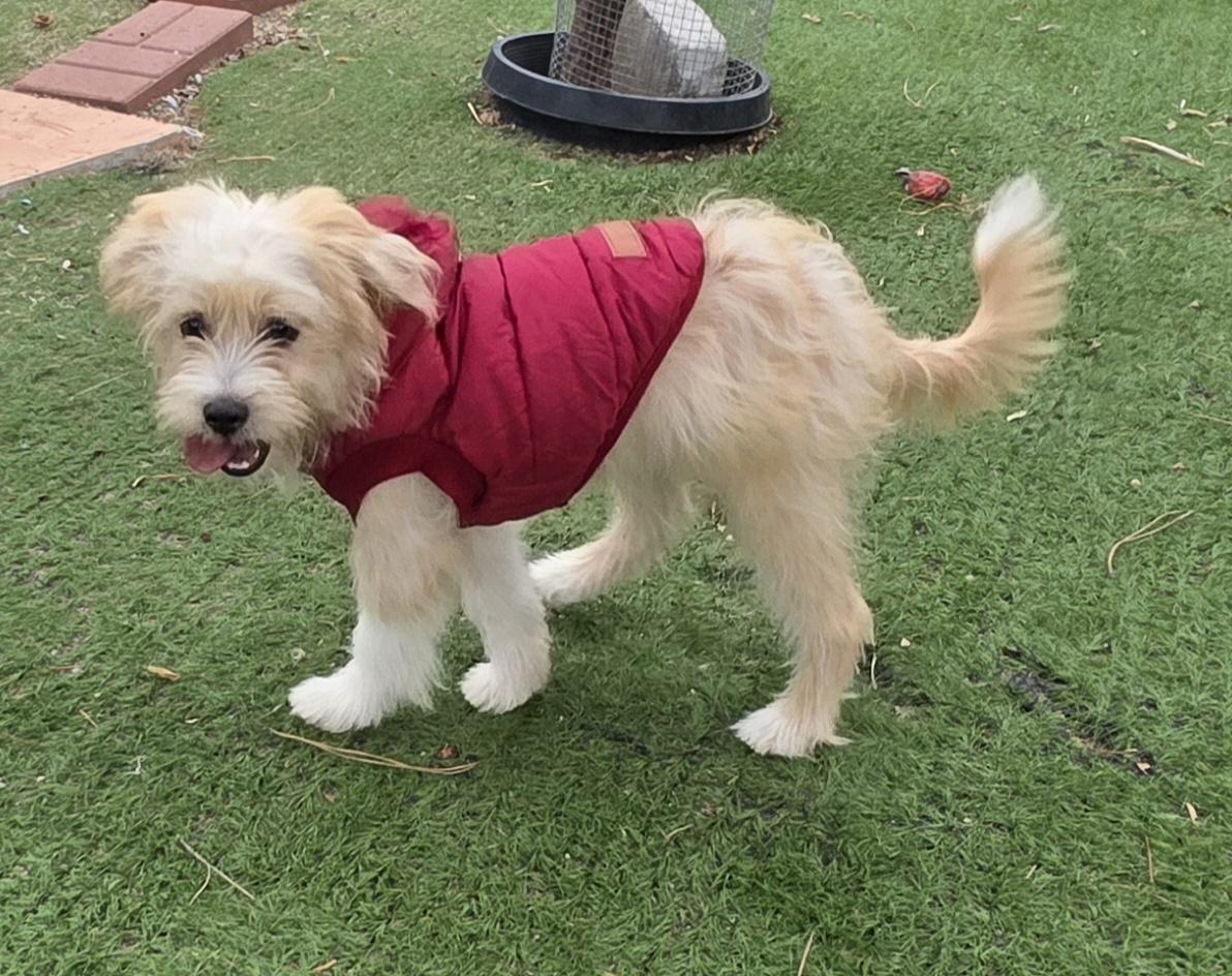 Enlarge Milo, a ADOPTABLE Maltipoo in Fallbrook, CA image 4/6