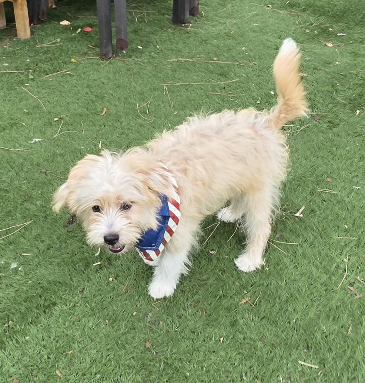 Enlarge Milo, a ADOPTABLE Maltipoo in Fallbrook, CA image 6/6