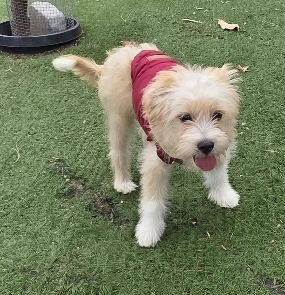 Milo, ADOPTABLE, Puppy Male Maltipoo.