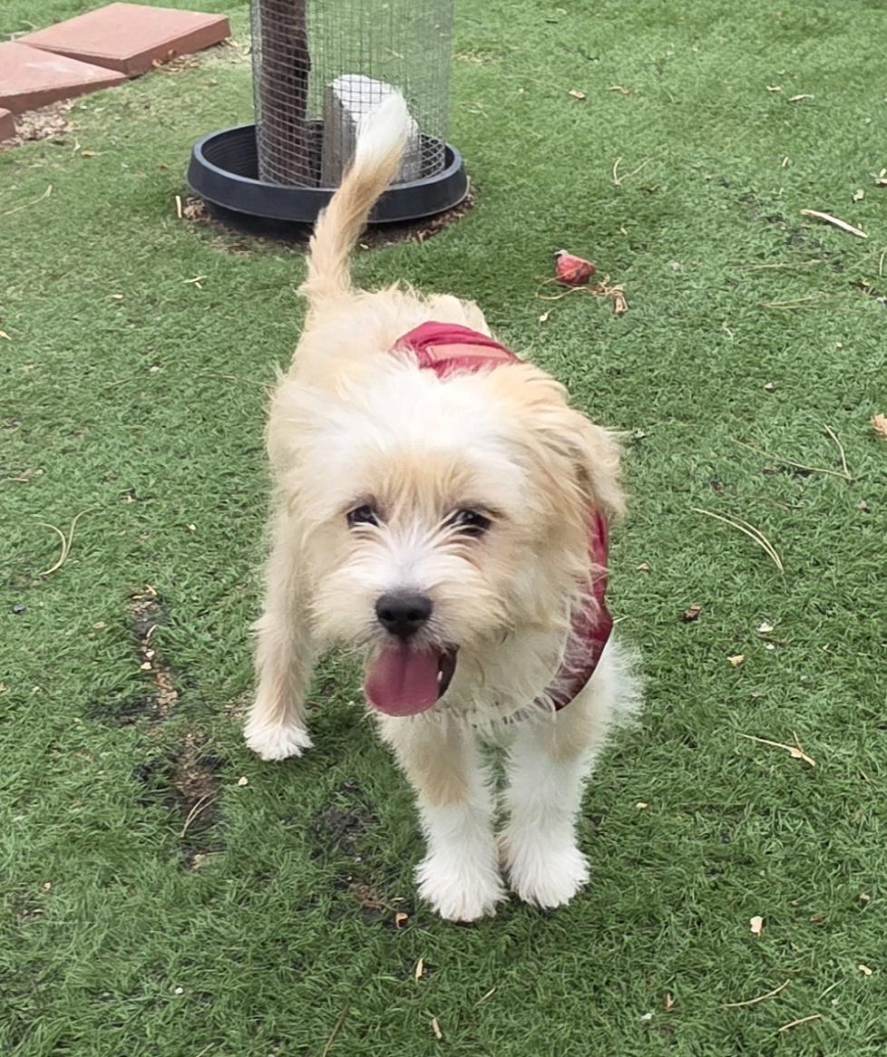 Enlarge Milo, a ADOPTABLE Maltipoo in Fallbrook, CA image 3/6