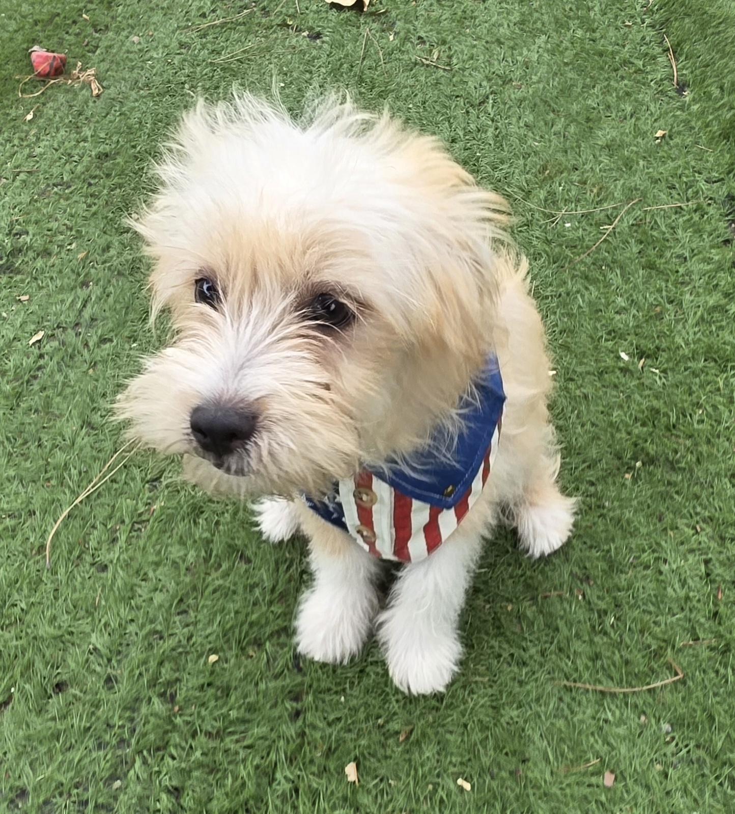 Enlarge Milo, a ADOPTABLE Maltipoo in Fallbrook, CA image 2/6