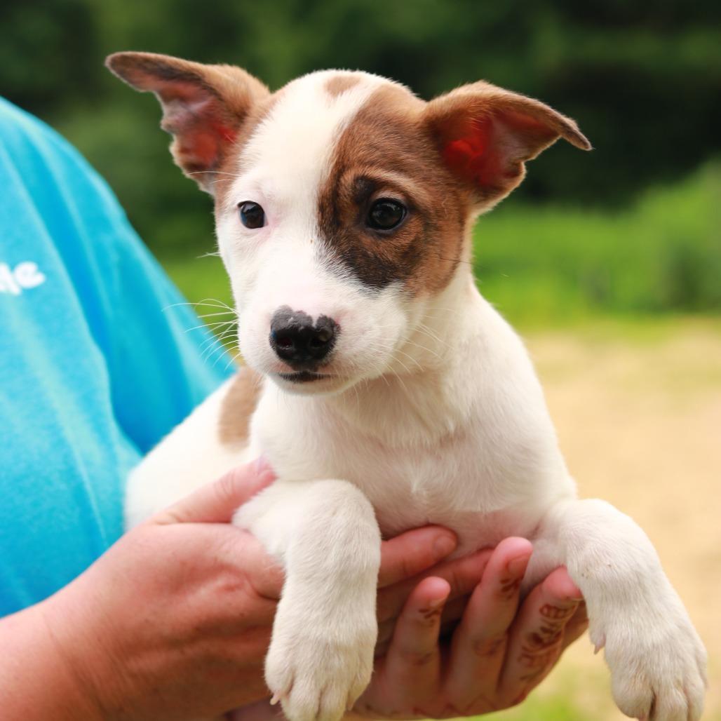 CT Venezuela, a Adoptable Mixed Breed in Stormville, NY image 1/4