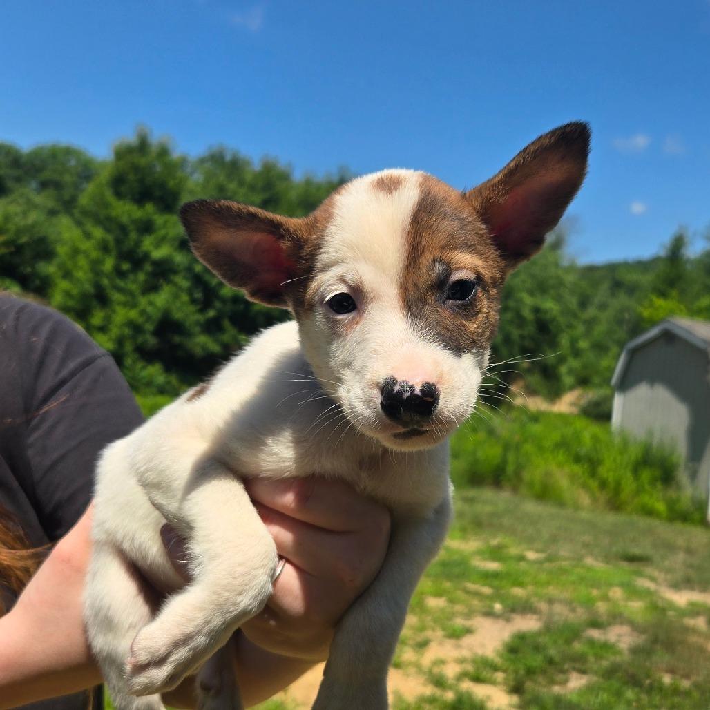 CT Venezuela, a Adoptable Mixed Breed in Stormville, NY image 2/4