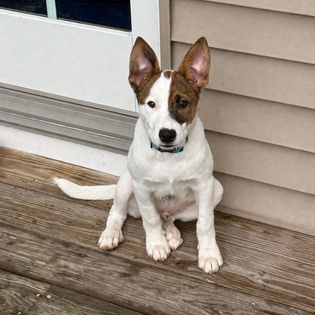 NY Venezuela (Foster in Carmel NY), a Adoptable Mixed Breed in Yorktown Heights, NY image 2/5