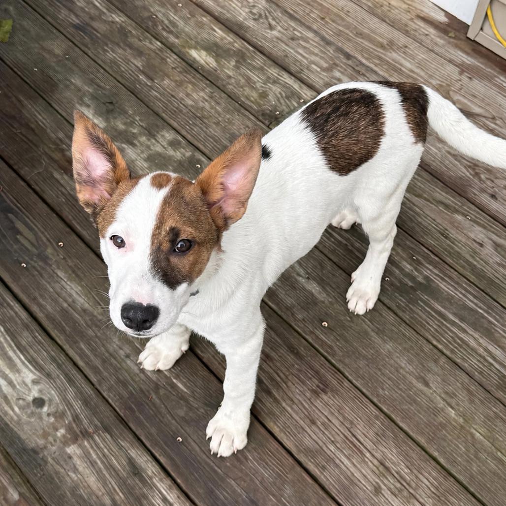 NY Venezuela (Foster in Carmel NY), a Adoptable Mixed Breed in Yorktown Heights, NY image 3/5