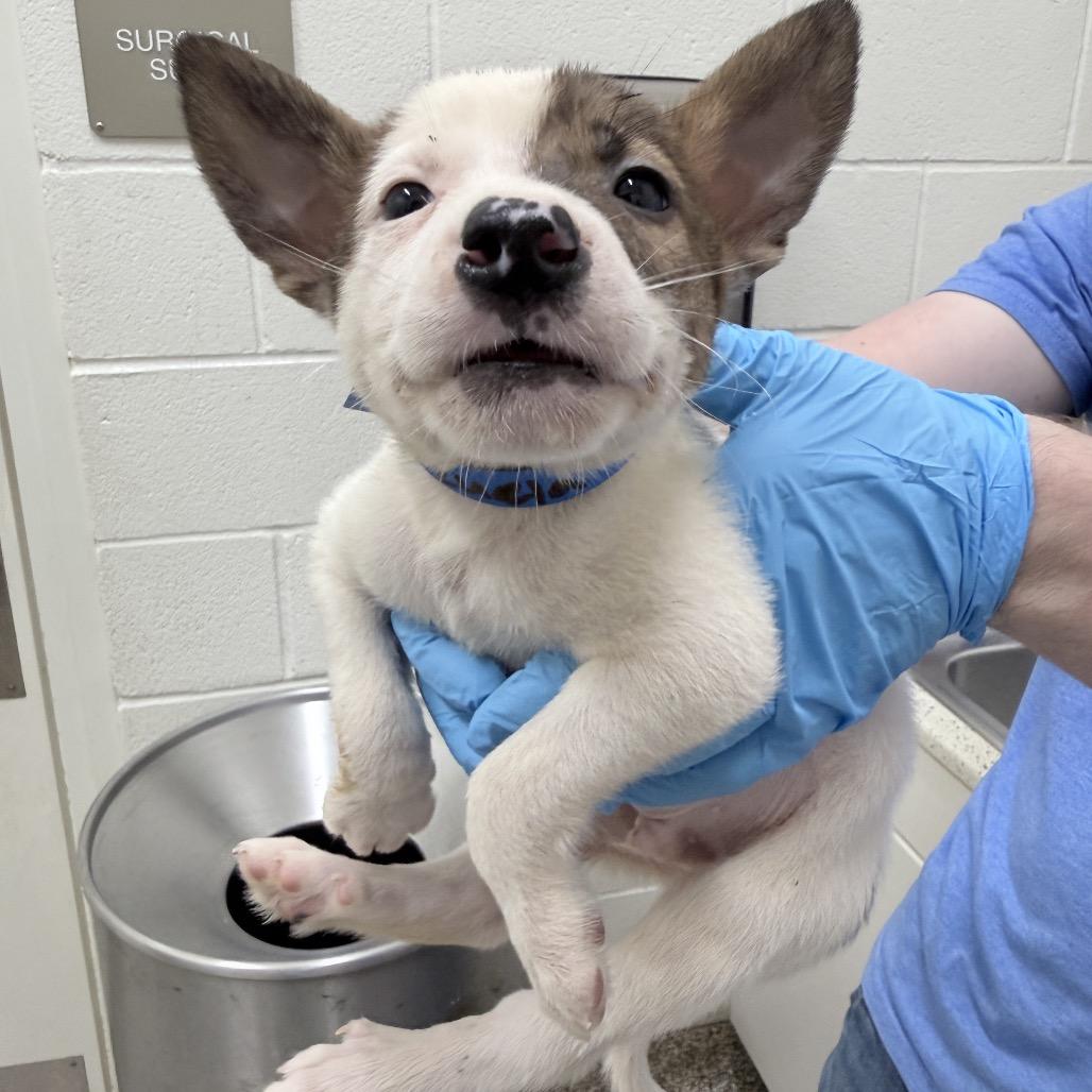 CT Venezuela, a Adoptable Mixed Breed in Stormville, NY image 4/4