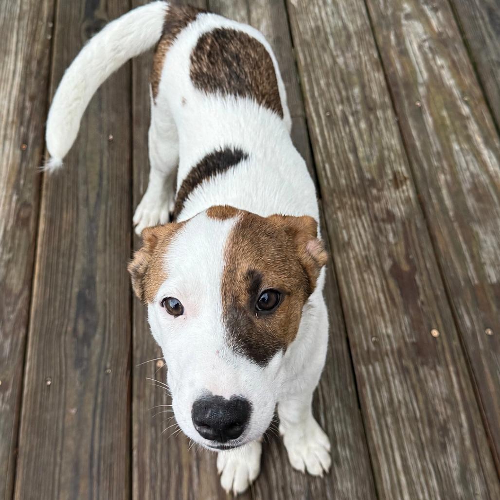 NY Venezuela (Foster in Carmel NY), a Adoptable Mixed Breed in Yorktown Heights, NY image 4/5