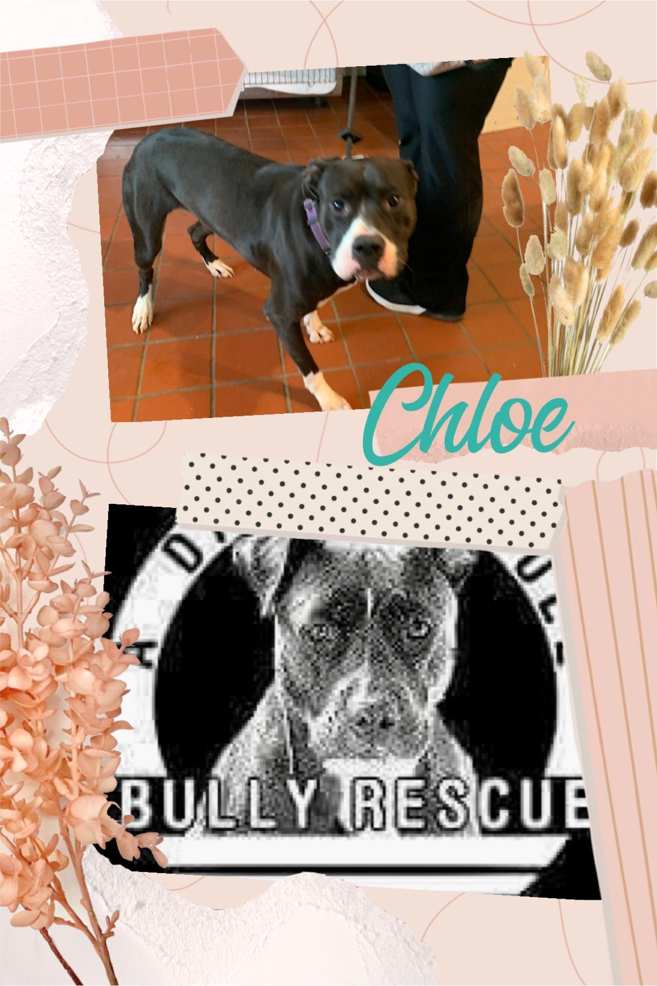Chloe, Adult Female unknown