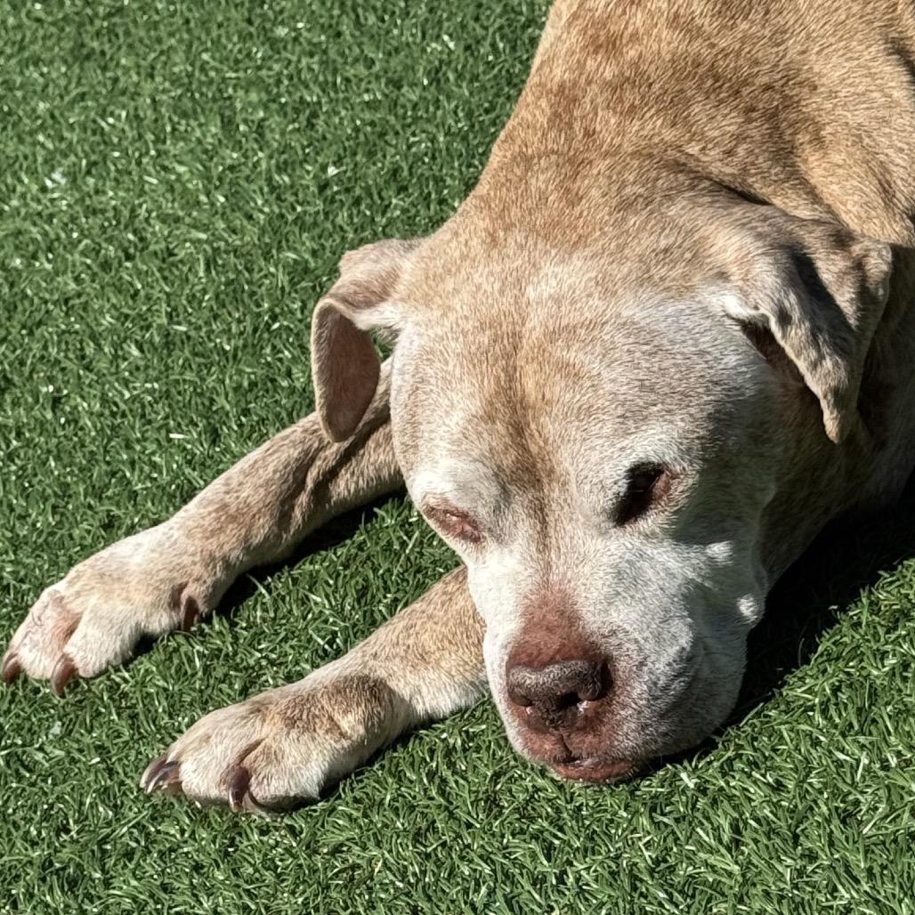 Enlarge Rex, a Adoptable Pit Bull Terrier in La Grange, KY image 1/6