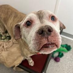 Rex, Adoptable, Senior Male Pit Bull Terrier.