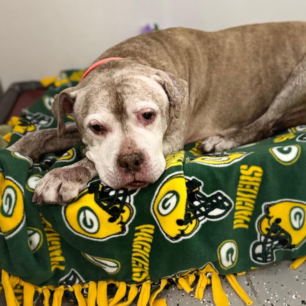 Enlarge Rex, a Adoptable Pit Bull Terrier in La Grange, KY image 2/6