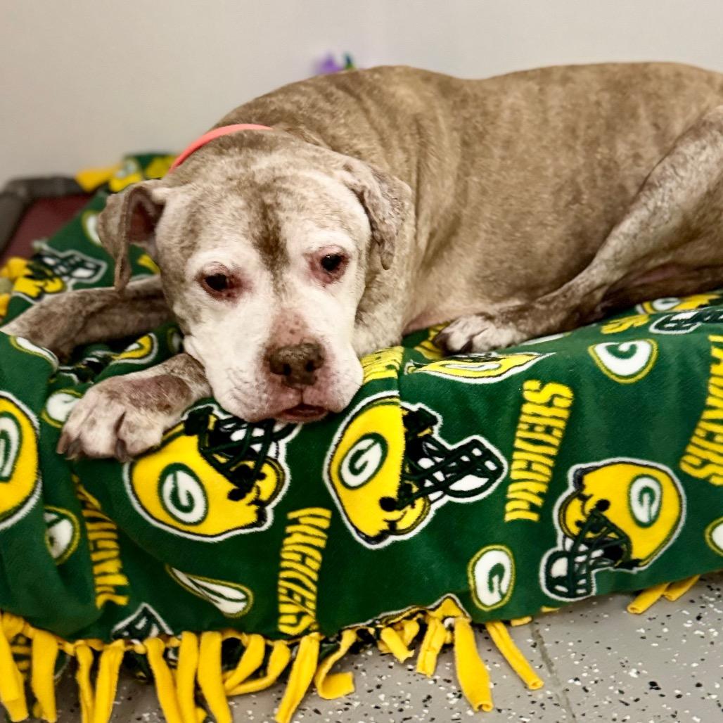 Enlarge Rex, a Adoptable Pit Bull Terrier in La Grange, KY image 4/6